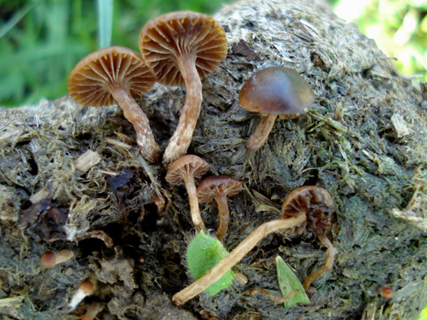 Psilocybe subcoprofila (Britz.) Sacc.